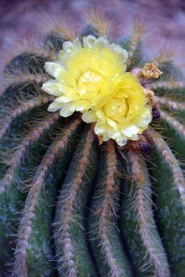 Orto Botanico di Cagliari - Sardinia - 3990