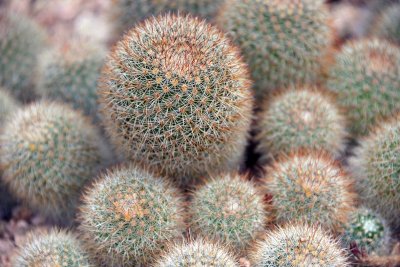 Orto Botanico di Cagliari - Sardinia - 3993