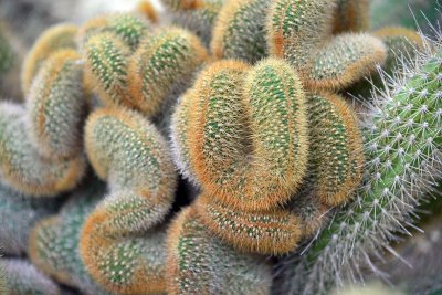 Orto Botanico di Cagliari - Sardinia - 4000