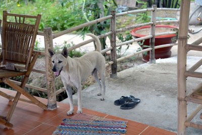 Mekong Garden homestay, Nhi Long village, Tr Vinh - 6582