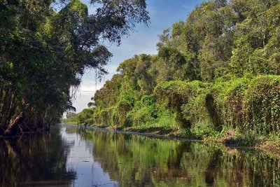 Gallery: Vietnam - Mekong Delta : Gao Giong (Plaine des Joncs)