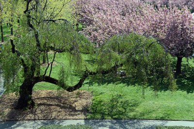 Gallery: New York City - Brooklyn Botanic Garden, April 2016