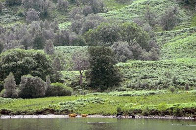 Loch Katrine - 4903