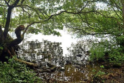 Inchmahome - Lake of Menteith - 5356