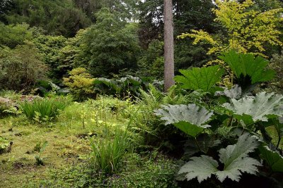 Crarae Garden, Inveraray - 5815