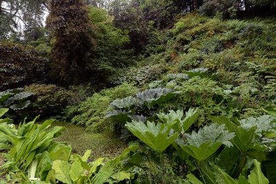 Crarae Garden, Inveraray - 5820