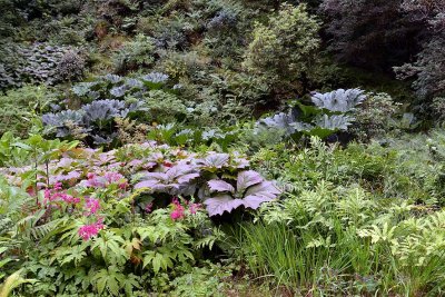 Crarae Garden, Inveraray - 5839