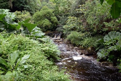 Crarae Garden, Inveraray - 5842