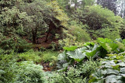 Crarae Garden, Inveraray - 5845