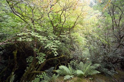 Crarae Garden, Inveraray - 5851