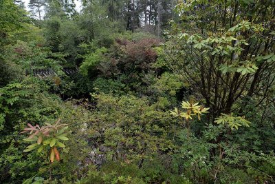 Crarae Garden, Inveraray - 5856