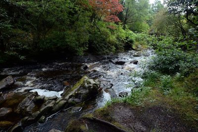 Crarae Garden, Inveraray - 5864