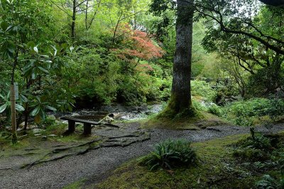 Crarae Garden, Inveraray - 5867