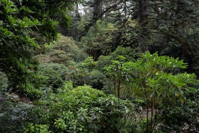 Crarae Garden, Inveraray - 5868