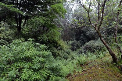 Crarae Garden, Inveraray - 5945