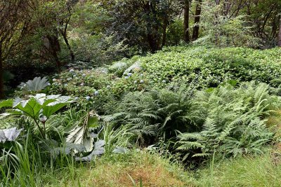 Crarae Garden, Inveraray - 5950