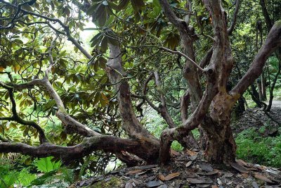 Crarae Garden, Inveraray - 5953