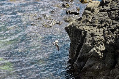 Isle of Staffa - 7028