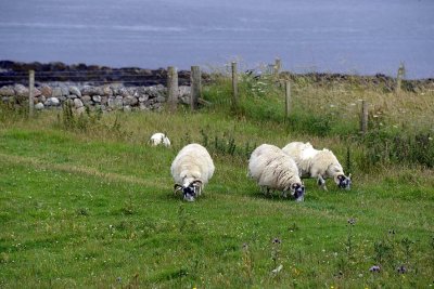Isle of Iona - 7160