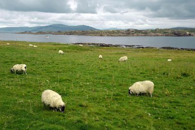 Isle of Iona - 7164