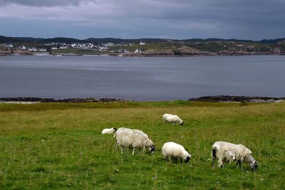 Isle of Iona - 7179