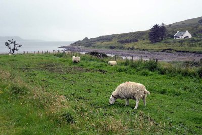 Glenbrittle, Isle of Skye - 9142