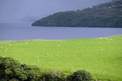 Bracadale, Isle of Skye - 9244