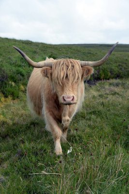 Scottish Highland Cow, Isle of Skye - 9355