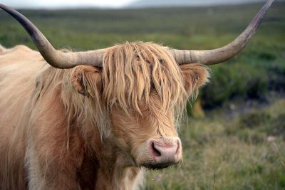 Scottish Highland Cow, Isle of Skye - 9356
