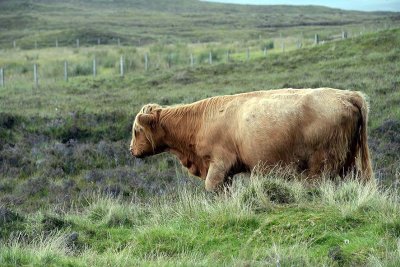 Scottish Highland Cow, Isle of Skye - 9359