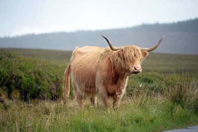 Scottish Highland Cow, Isle of Skye - 9360