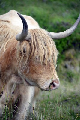 Scottish Highland Cow, Isle of Skye - 9370