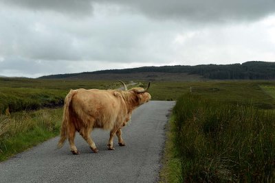 Scottish Highland Cow, Isle of Skye - 9375
