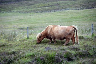 Scottish Highland Cow, Isle of Skye - 9385