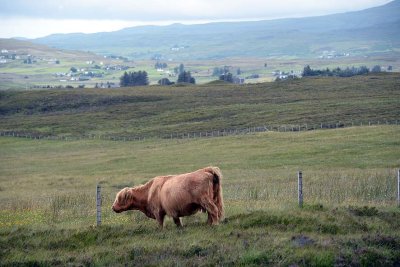 Scottish Highland Cow, Isle of Skye - 9390