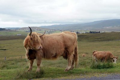 Scottish Highland Cow, Isle of Skye - 9401