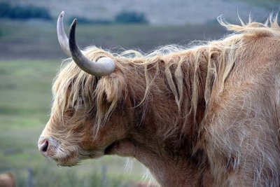 Scottish Highland Cow, Isle of Skye - 