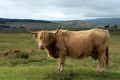 Scottish Highland Cow, Isle of Skye - 9420