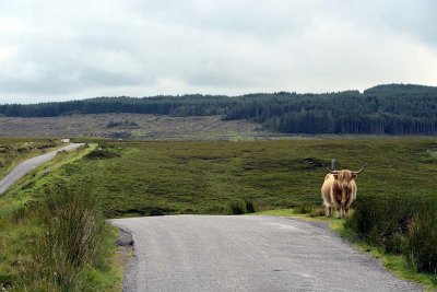 Scottish Highland Cow, Isle of Skye - 9432