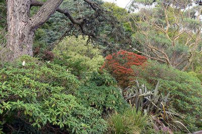 Inverewe Garden, Poolewe - 0082