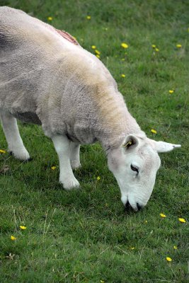 Scottish sheep in Stoer, Assynt, Sutherland - 0871