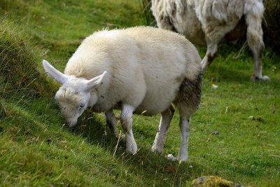 Scottish sheep in Drumbeg, Assynt, Sutherland - 0907