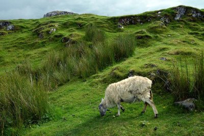 Scottish sheep in Drumbeg, Assynt, Sutherland - 0909