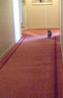 hallway cat next door