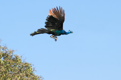 Indian Peafowl in Flight