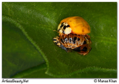The Birth of a Ladybug