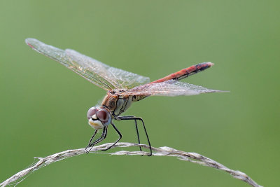 Dragon Fly