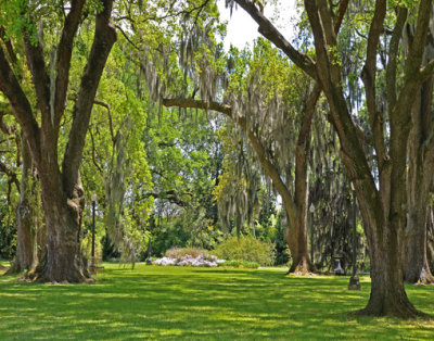 Lovely Grounds of Houmas House; Note Spanish Moss on Trees
