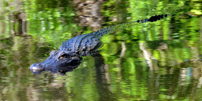 Good-Size Alligator Cruising Around