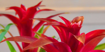 Lovely Bromeliads in Loby of Wynhead River Front Hotel in New Orleans